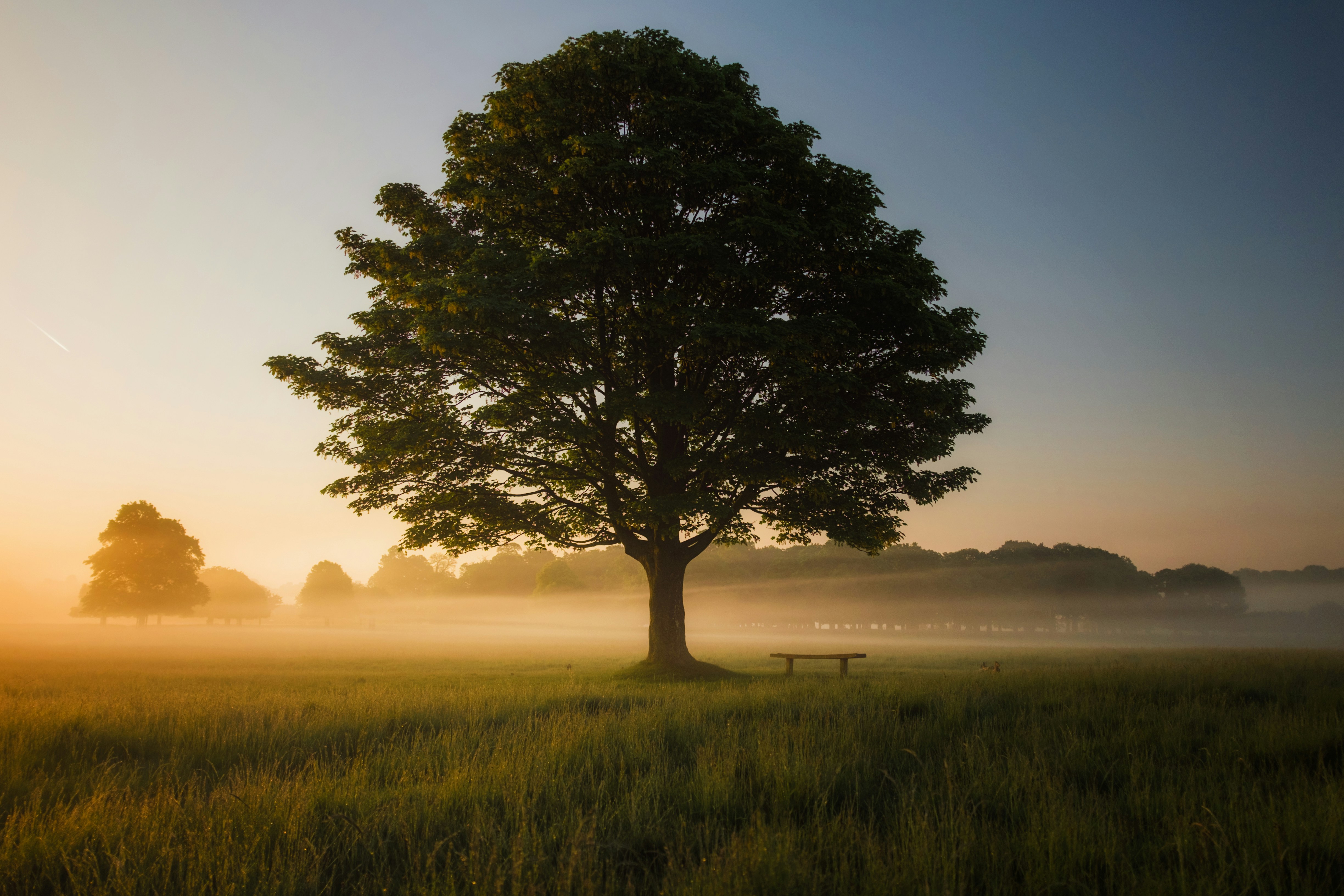 A tree in a golden afternoon over a plain of rolling green grass.